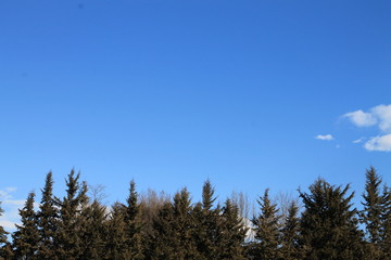 Vista de un cielo azul sobre los árboles.