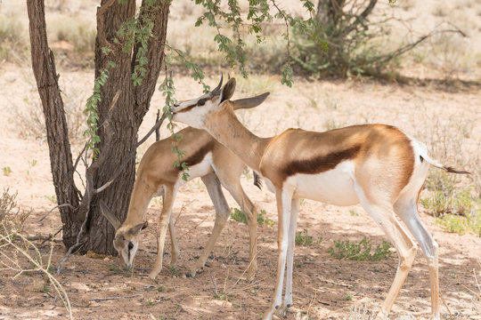 Springbok mother with juvenile browsing on an Acacia tree, Kgalagadi Transfrontier Park, Northern Cape, South Africa