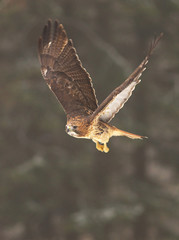 View of a flying red-tailed hawk with a great wingspan with a forest on background