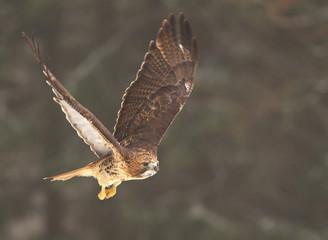 View of a flying red-tailed hawk with a great wingspan with a forest on background