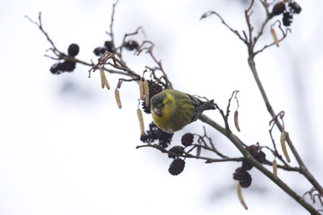 An Eurasian siskin (Spinus spinus) foraging in the winter in a tree for food.