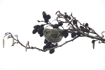An Eurasian siskin (Spinus spinus) foraging in the winter in a tree for food.