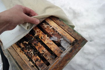 Beehive with frozen bees