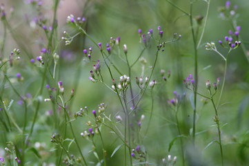 purple flowers in the garden