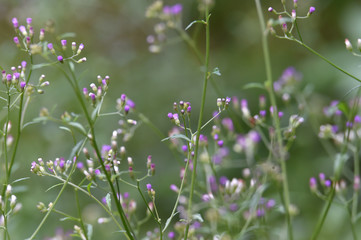 purple flowers in the garden