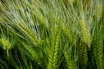 Espigas de trigo verde, fant&aacute;stica fotograf&iacute;a