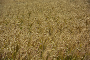 mar de trigo, familia de las Gramínias