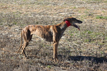 Typical Spanish dog ready to run behind the Hares