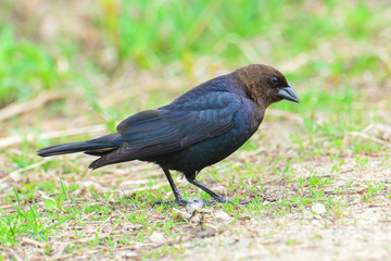 Brown-headed cowbird in the grass near the Minnesota River in the Minnesota River National Wildlife Refuge