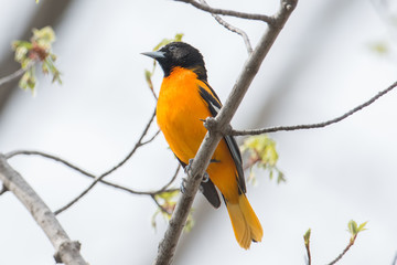 Baltimore oriole on a branch with a white overcast sky background in the Minnesota River National Wildlife Refuge