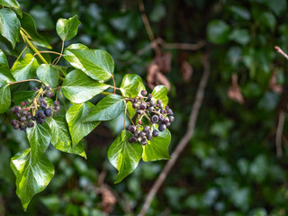 OLYMPUS DIGITAL CAMERA - IVEY 