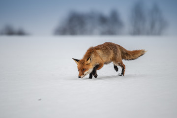 Red fox (Vulpes vulpes) with a bushy tail hunting in the snow in winter in Algonquin Park in Canada