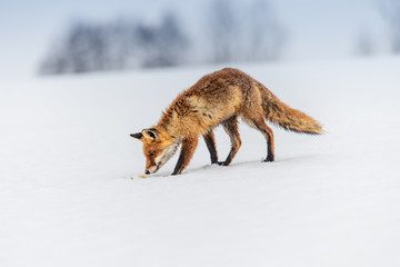Red fox (Vulpes vulpes) with a bushy tail hunting in the snow in winter in Algonquin Park in Canada