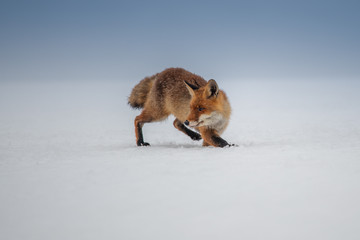 Red fox (Vulpes vulpes) with a bushy tail hunting in the snow in winter in Algonquin Park in Canada