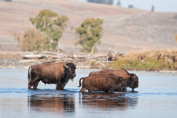 American bison, bison, bison bison, american buffalo, buffalo