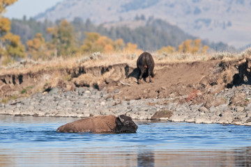 American bison, bison, bison bison, american buffalo, buffalo