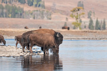 American bison, bison, bison bison, american buffalo, buffalo