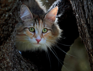Norwegian forest cat female with alert expression in the tree