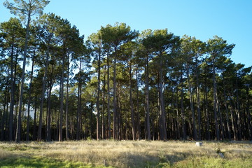South Africa forest
