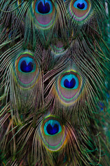 Details of feathers male blue indian peafowl