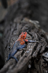 Agama Agama