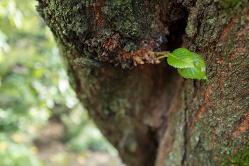 ゴツゴツとした木肌に若葉
