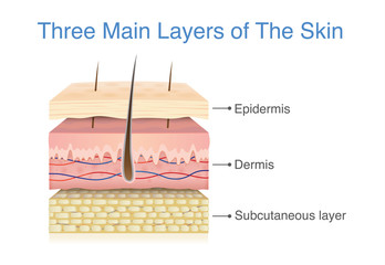 Three main layer of the human skin. Illustration about medical diagram. - obrazy, fototapety, plakaty