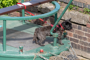 cute black scottie dog stood on rear of canal boat