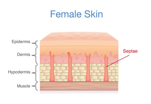 Anatomy of skin layer of female. Illustration about medical diagram.