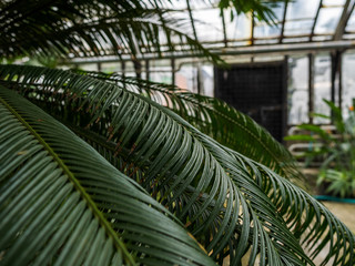 Fototapeta na wymiar Exotic plants in hothouse conditions. The glass roof of the greenhouse passes sunlight