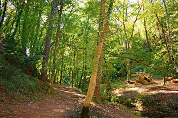 paesaggio naturale boschivo nei pressi di San Vincenzo a Torri, nel comune di Scandicci, in provincia di Firenze, Italia