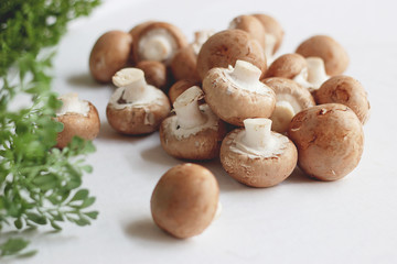 Rohe Champignons