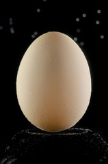 Egg isolated on a black background
