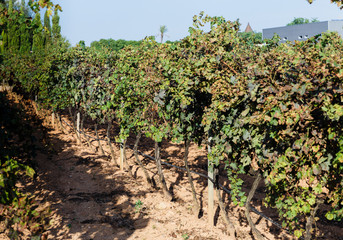 Fototapeta na wymiar sunny autumn day, vineyard after harvest, visible grape plantations, straight rows;