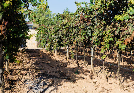 sunny autumn day, vineyard after harvest, visible grape plantations, straight rows;