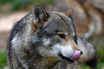Europäischer Wolf (Canis lupus lupus) - gray wolf