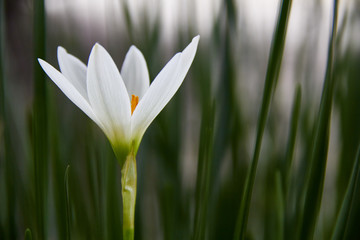 White Rain-lily (Zephyranthes candida)