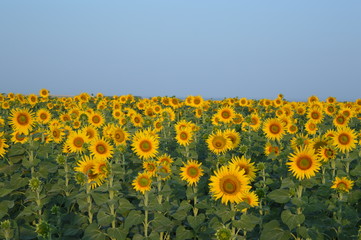 Obraz premium sunflower field of sunflowers