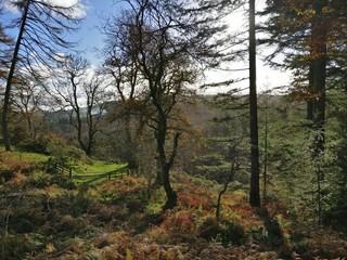 Obraz premium Bright Scottish nature