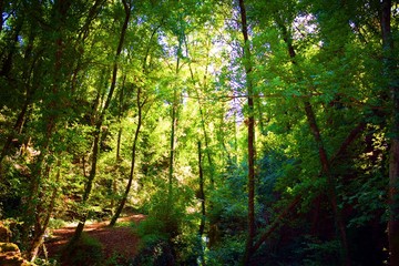 Fototapeta na wymiar paesaggio naturale boschivo nei pressi di San Vincenzo a Torri, nel comune di Scandicci, in provincia di Firenze, Italia