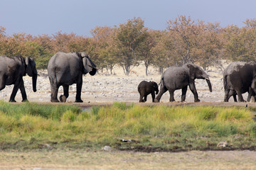 Large group of elephants playing in the mud