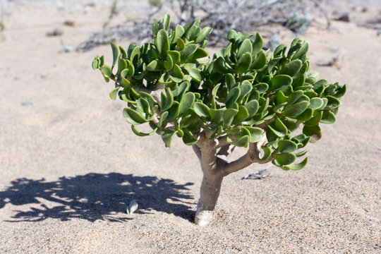 small plant in the desert of Namibia