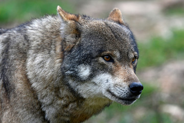 Europäischer Wolf (Canis lupus lupus) - gray wolf