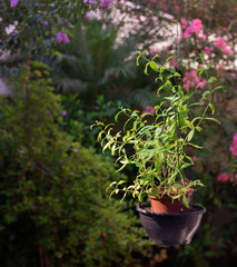 Vase of edible lemon or bee balm in the backyard of the modern house. Healthy lifestyle.