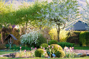ogród garden wiosna kwiaty flower brzoza bukszpan kula kwiaty na drzewach kwitnące drzewa w sadzie sad - obrazy, fototapety, plakaty