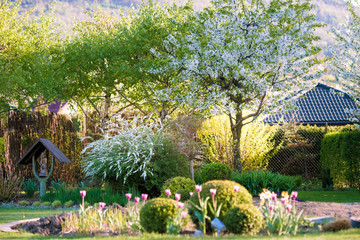 ogród garden wiosna kwiaty flower brzoza bukszpan kula kwiaty na drzewach kwitnące drzewa w sadzie sad © Beenis