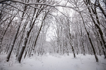 Winter Day in the Woods with Trees Covered with Snow