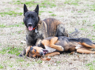 Silly dogs playing outside