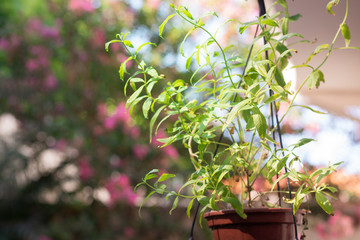 Vase of edible lemon or bee balm in the backyard of the modern house. Healthy lifestyle.