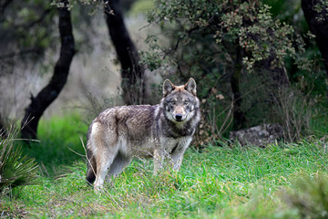 Europäischer Wolf (Canis lupus lupus) - gray wolf © bennytrapp